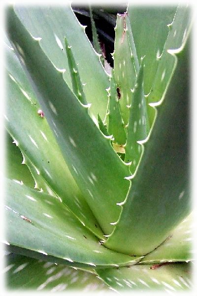 Aloe vera